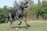 DOGUE ALLEMAND 030